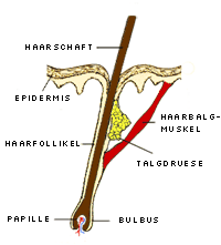 Haut und Haaraufbau